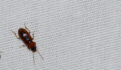 Stenolophus dissimilis