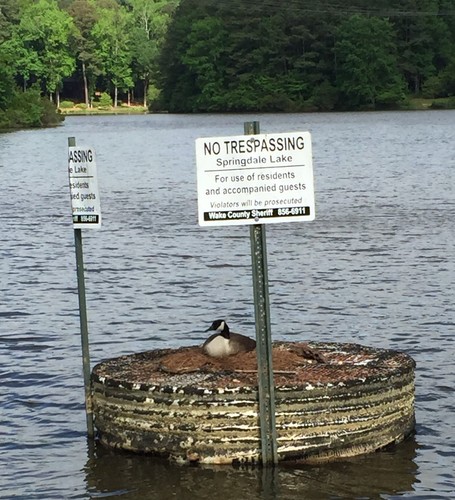 Canada Goose photographed in North Carolina