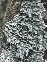 Heterodermia albicans