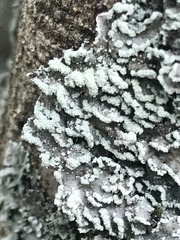 Heterodermia albicans