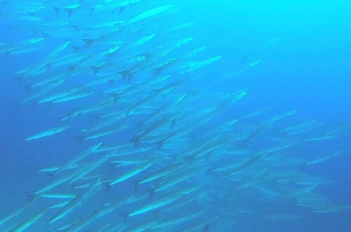 Pelican barracuda (Sphyraena idiastes) — Sphyraenidae — 3