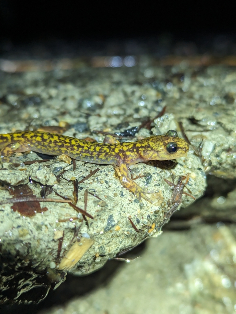 Liaoning Clawed Salamander