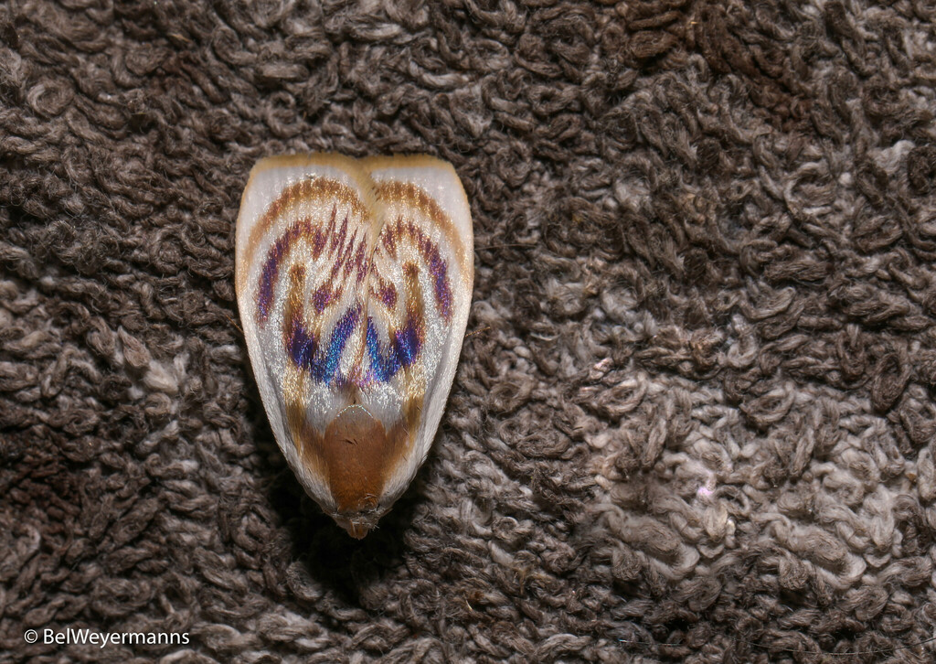 Stenoma decora