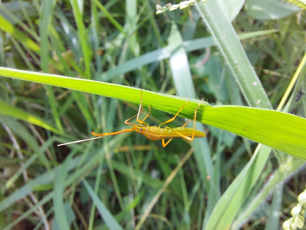 Paddy Bug from Brisbane QLD, Australia on May 6, 2024 at 10:35 AM by ...