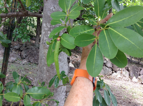 Tabebuia heterophylla