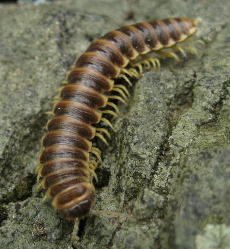 Traveling Cherry Millipede photo 3