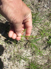 Rhynchospora harveyi