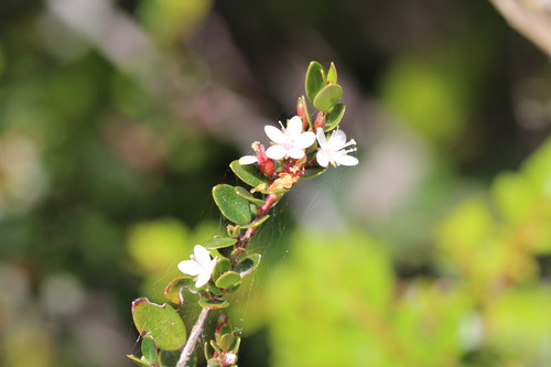 Image of Myrteola nummularia by (c) Cesar Ormazabal, some rights reserved (CC BY)