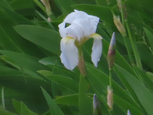 Iris florentina