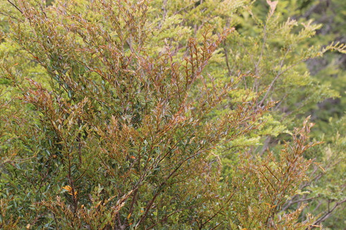 Image of Nothofagus nitida by (c) Cesar Ormazabal, some rights reserved (CC BY)
