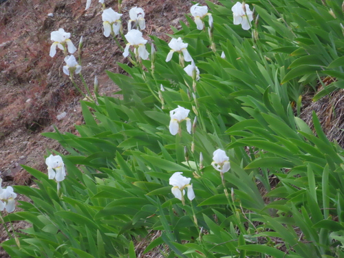 Image of Iris florentina by (c) Jo Roberts, some rights reserved (CC BY)