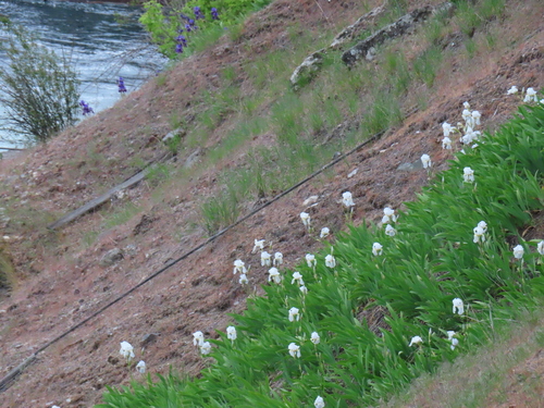Iris florentina