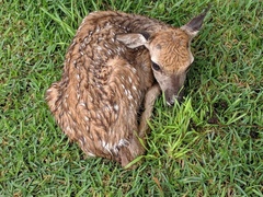 Odocoileus virginianus