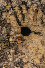 Melipona favosa