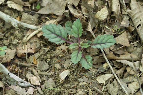 Ajuga yesoensis iNat (3)