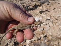 Acanthodactylus schreiberi