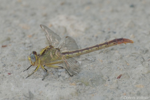 Stillwater Clubtail photo 5