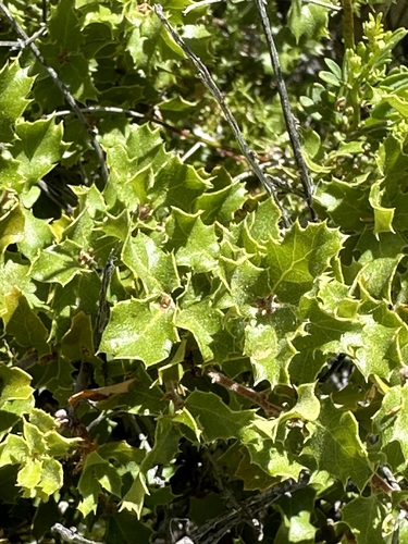 California scrub oak