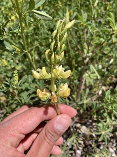 iNaturalist observation photo of chick lupine
