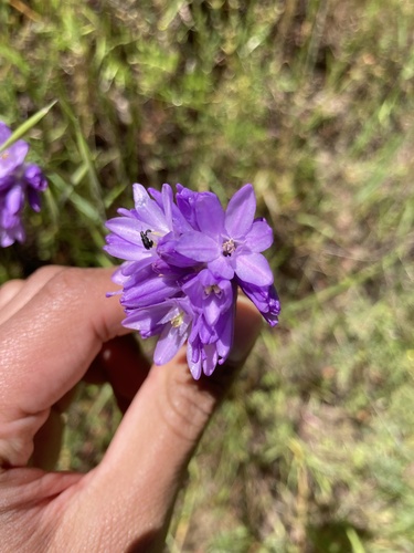 iNaturalist observation photo of blue dicks