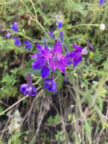 iNaturalist observation photo of Zigzag Larkspur