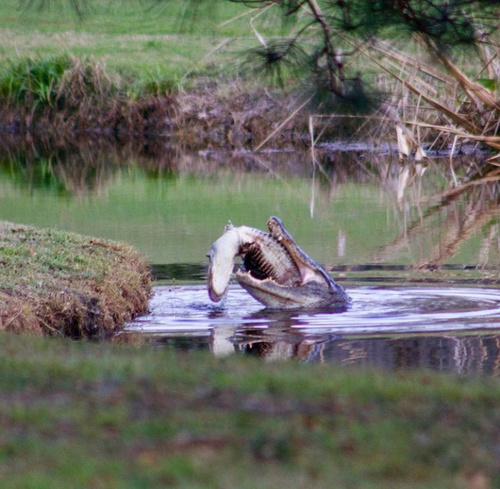 American Alligator photographed in South Carolina