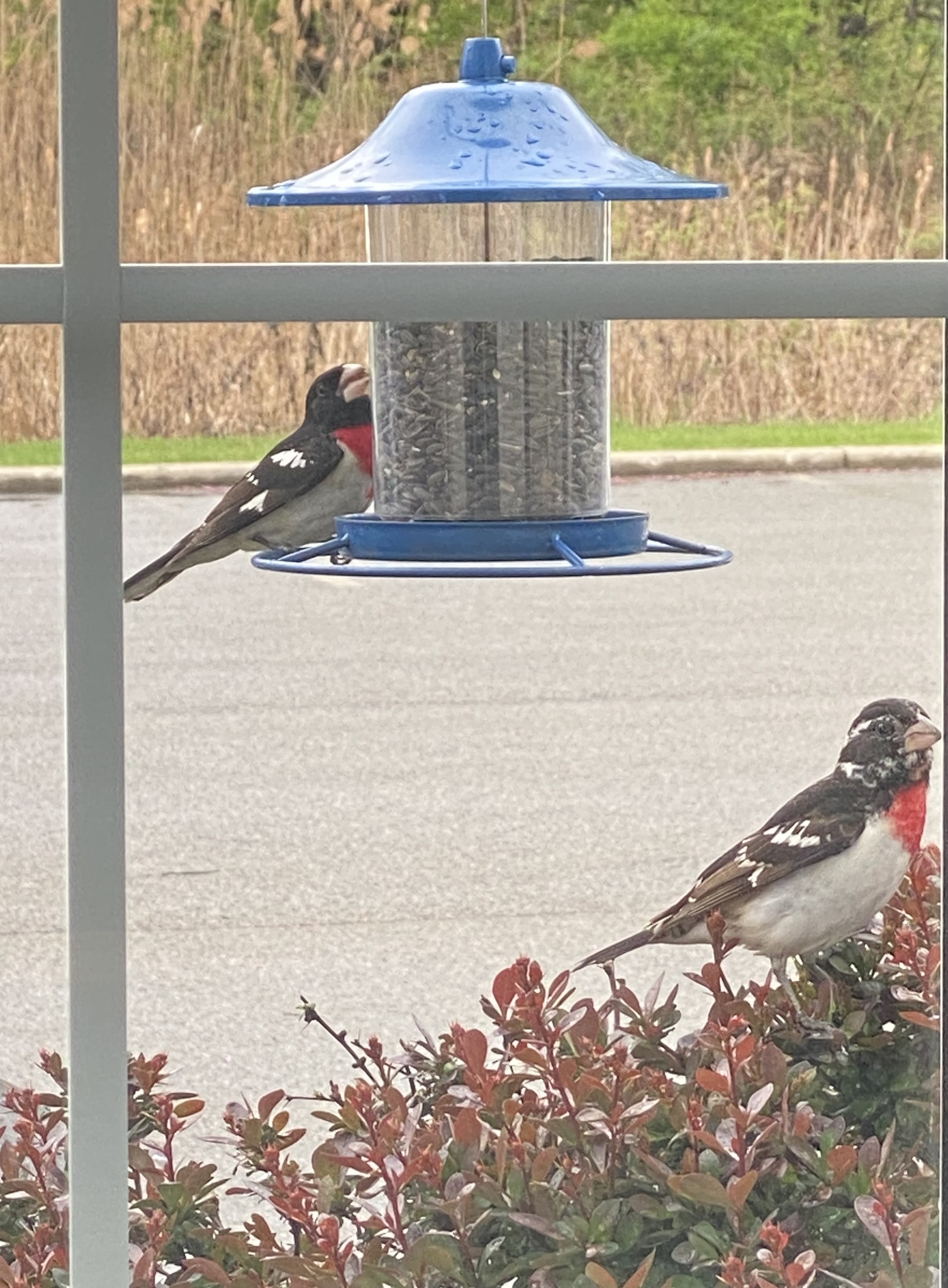 Rose-breasted Grosbeak (Pheucticus ludovicianus)
