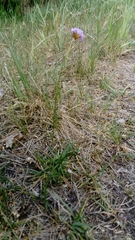Armeria maritima elongata
