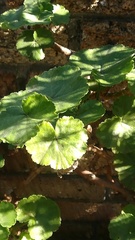 Pelargonium