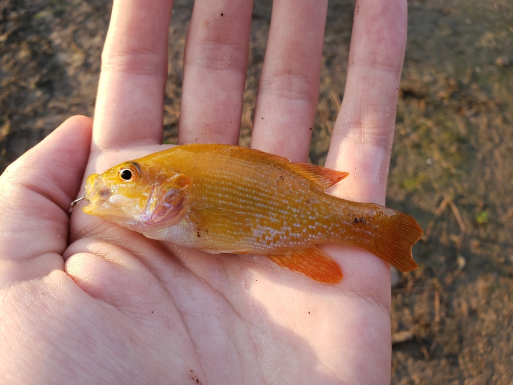 Groene zonnebaars (Lepomis cyanellus) — Centrarchidae