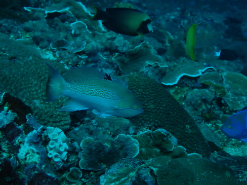 Pseudanthias luzonensis observed 2024-04-29