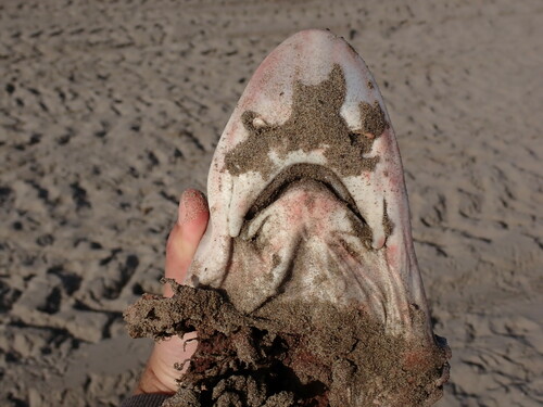 Speckled smoothhound (Mustelus mento) — Triakidae