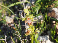 Ophrys umbilicata flavomarginata