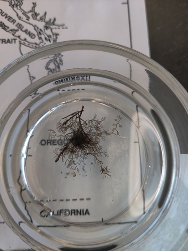 Ceramium eatonianum, 2024-03-04