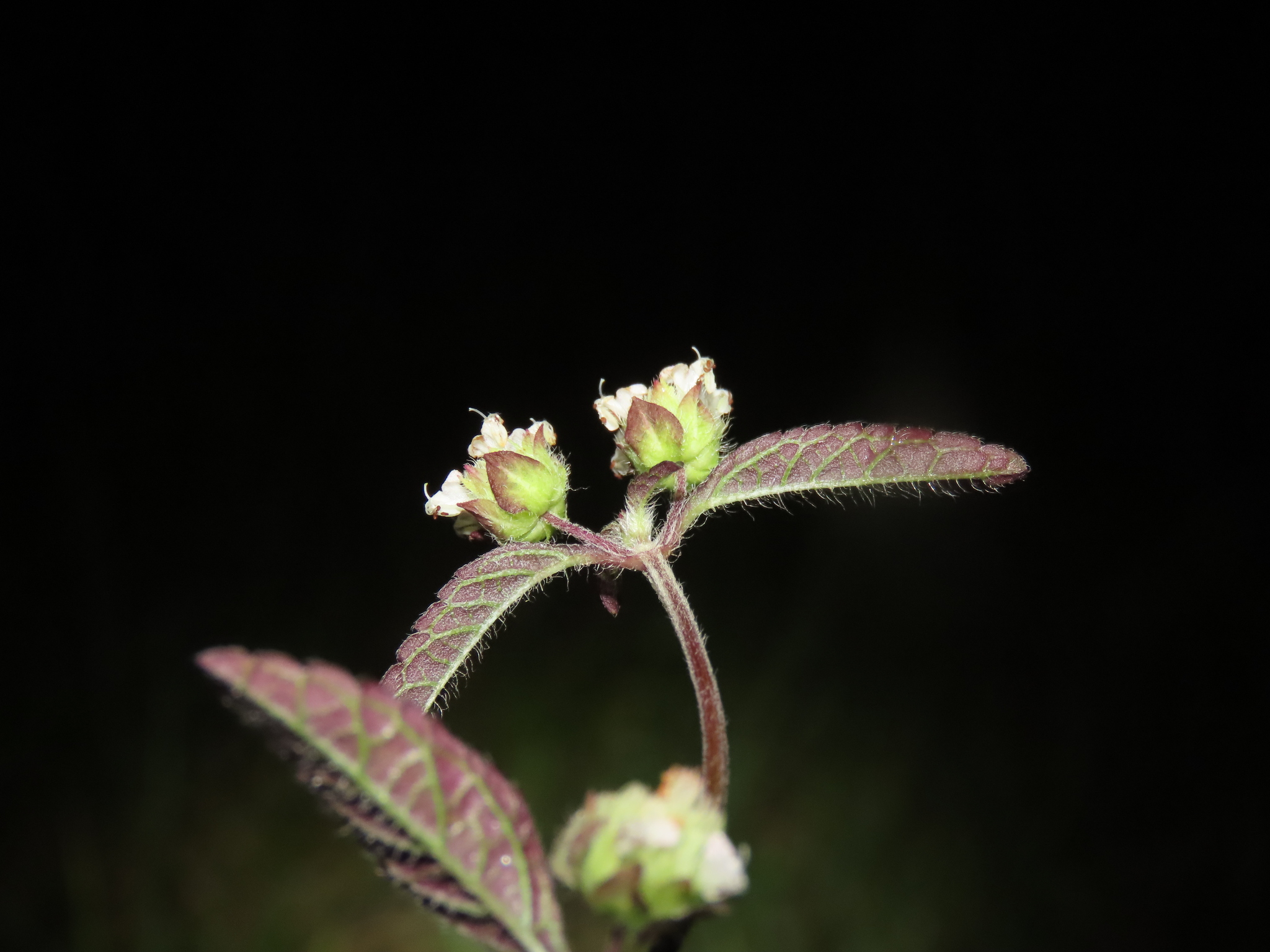 Hyptis atrorubens