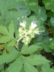 Hydrophyllum tenuipes