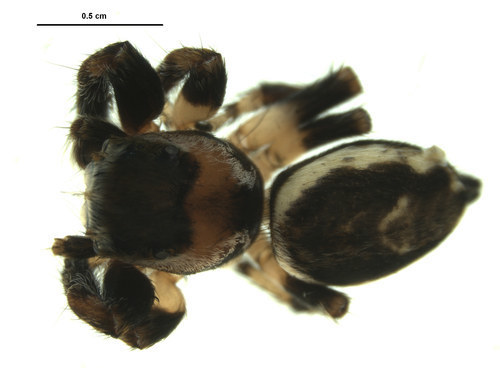 Hoy's Jumping Spider