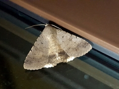 Pandesma