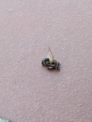 Apis mellifera