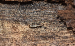 Ptychoderes rugicollis
