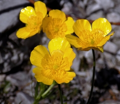 Ranunculus montanus