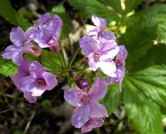Cardamine pentaphyllos