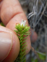 Crassula ericoides