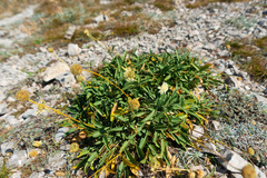 Cephalaria coriacea