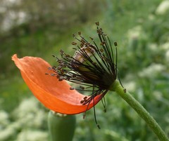 Papaver dubium stevenianum