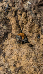 Melipona favosa