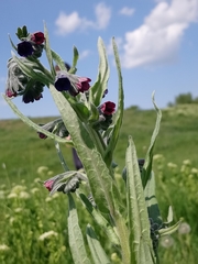 Cynoglossum officinale