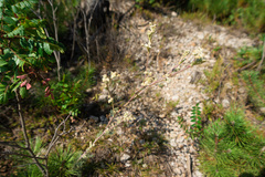 Seseli dichotomum
