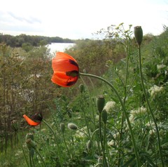 Papaver dubium stevenianum