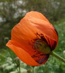 Papaver dubium stevenianum